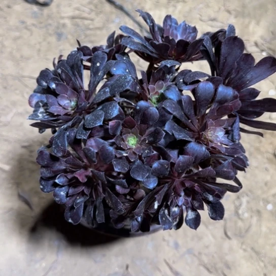 黑铜壶掐心9.9脱土发货