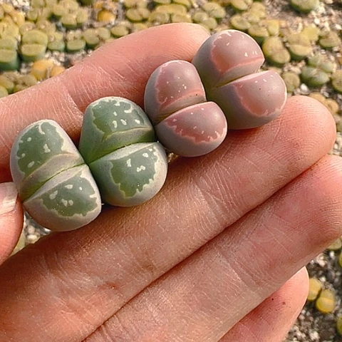 【闪购商品】25627