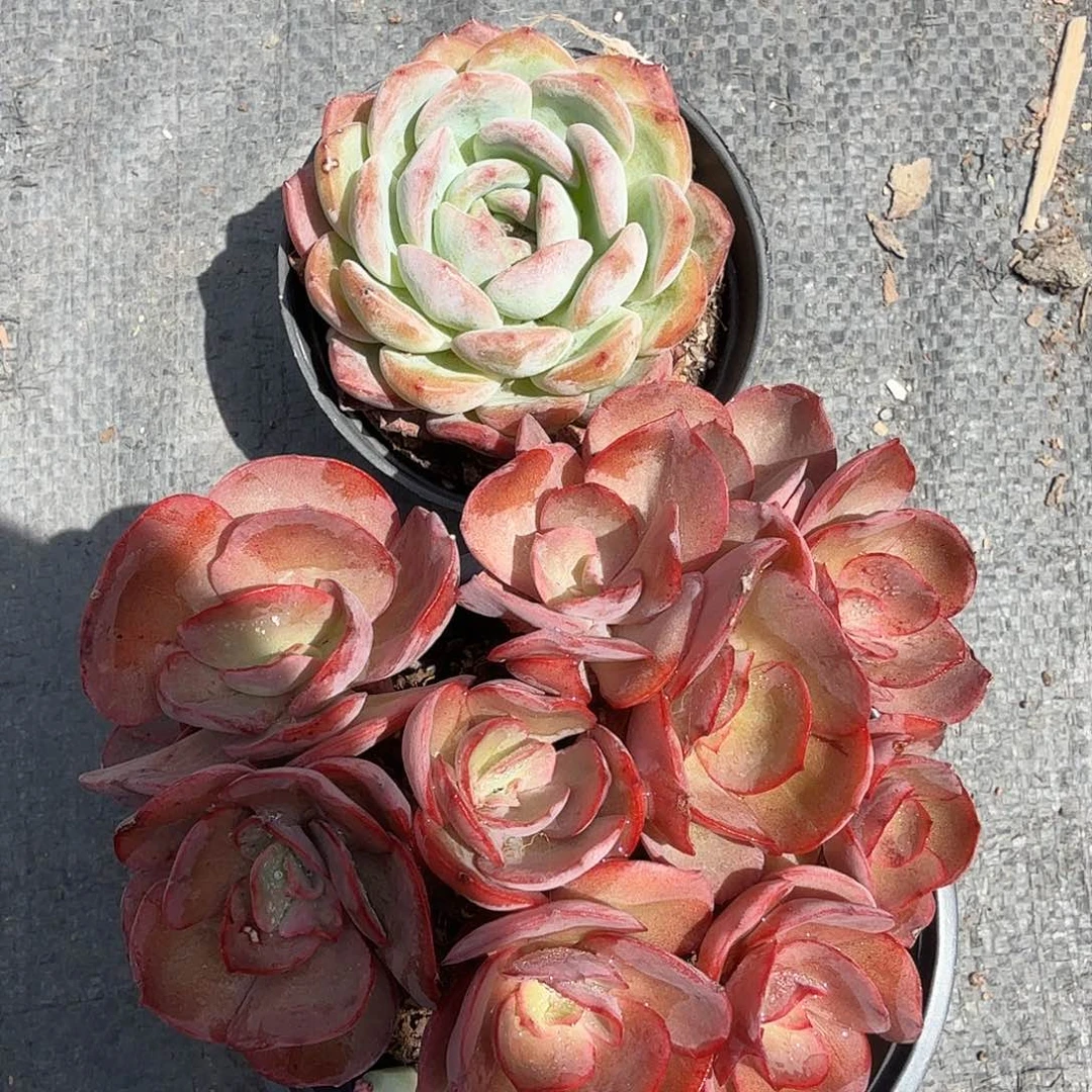 北***吹全明星➕秀妍多肉植物