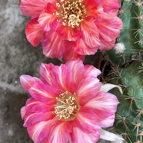 泰国丽花，5公分左右