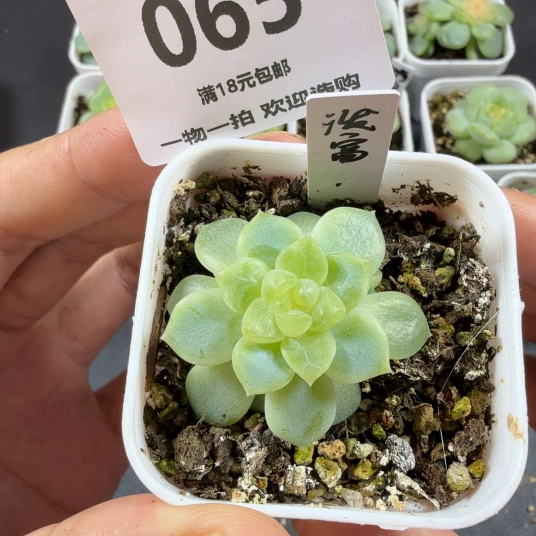 泼天富贵一物一拍065