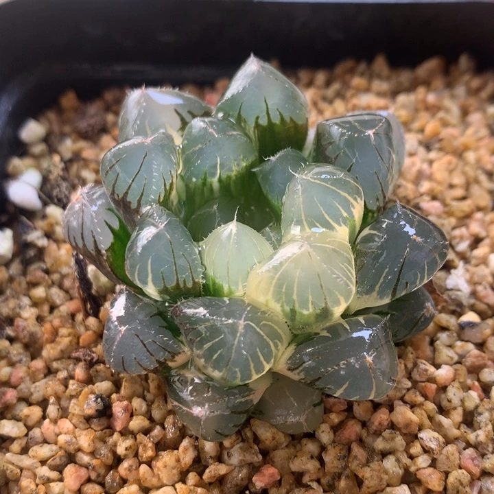 实生玉露锦一物一拍