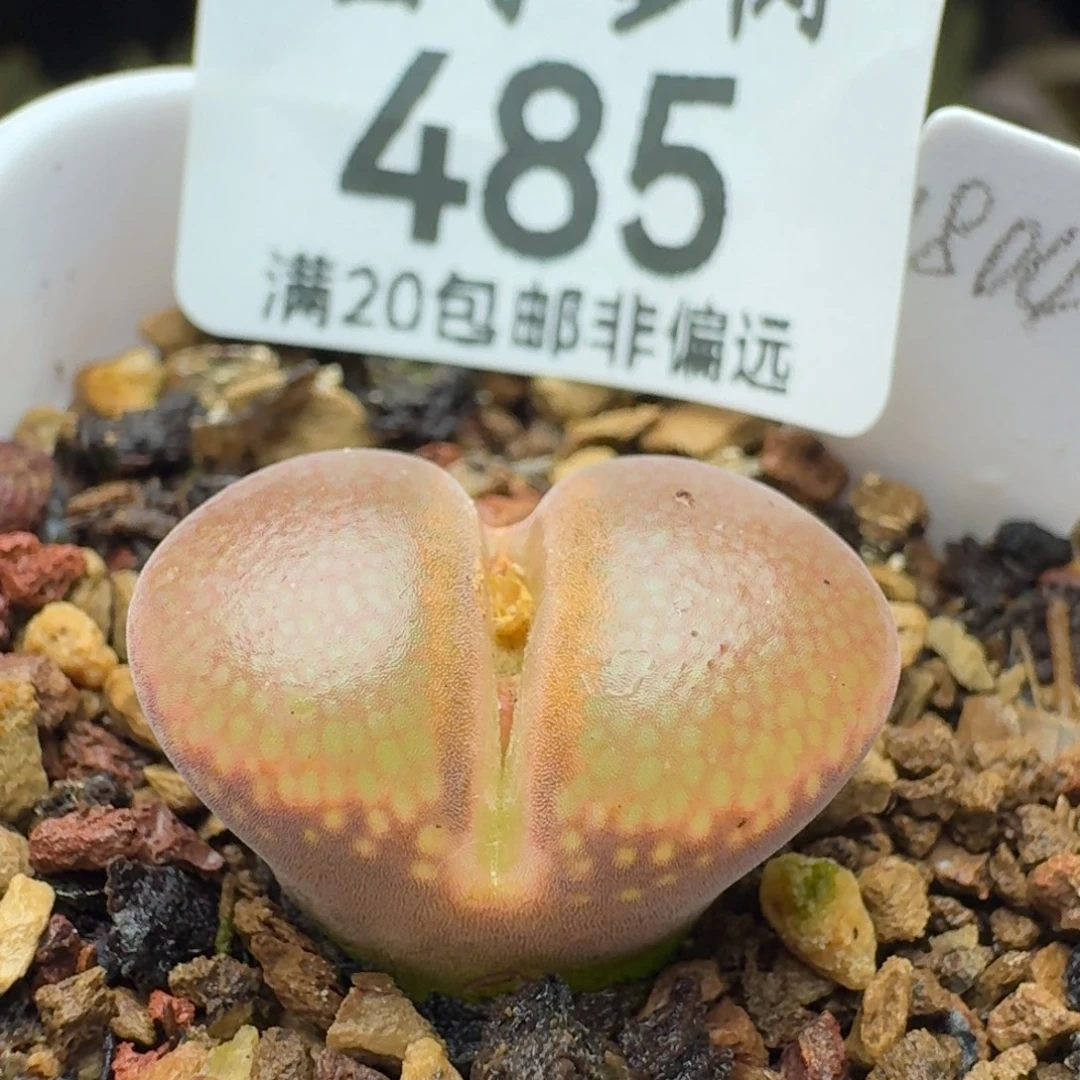 1804.5。        C10同属。