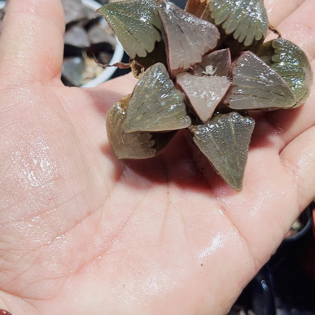 特价处理不包售后