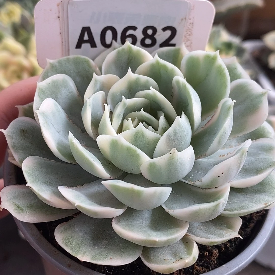 682盎司诺哈哈哈哈哈
