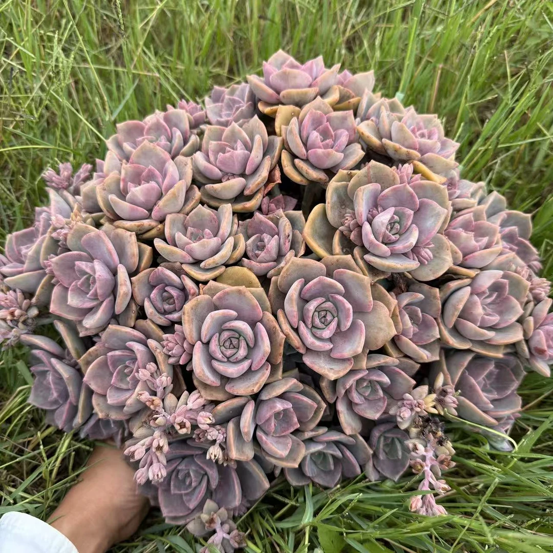云漫多肉 地栽彩虹糖 35-40cm  多肉植物