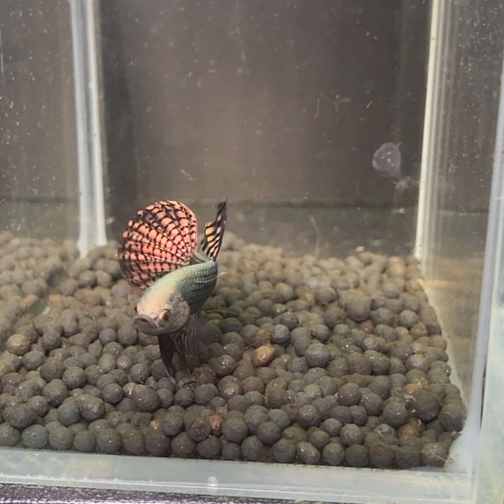 斗鱼泰国斗鱼558号