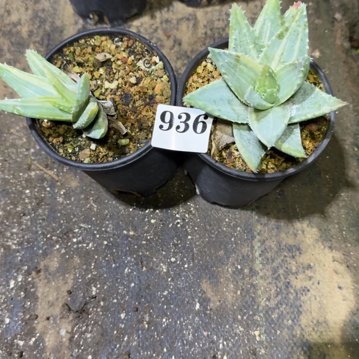 龙山锦芦荟多肉植物