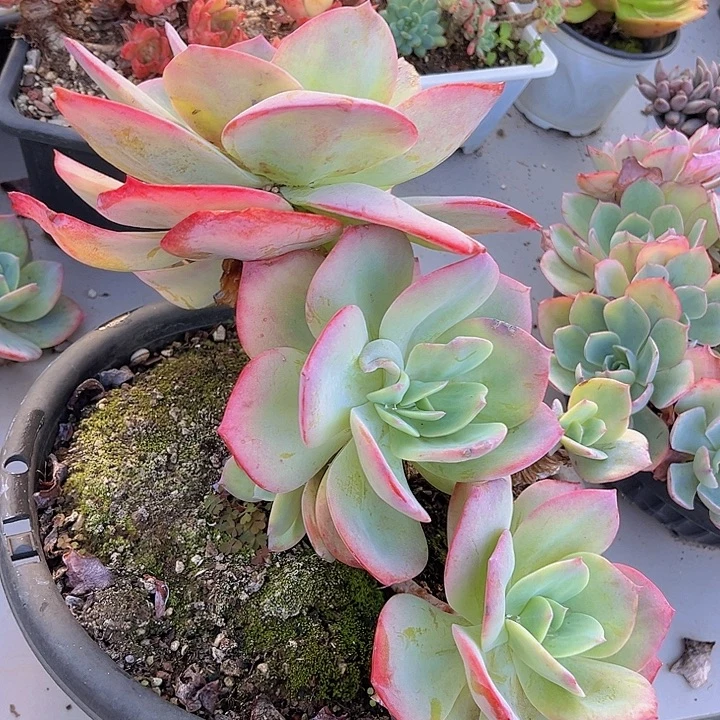 血凤14240多肉植物