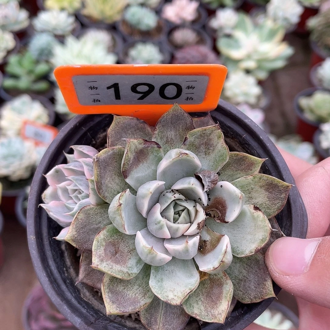 熊***生我摸190号微瑕嘚嘚