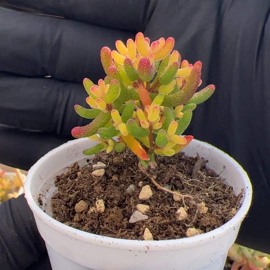 多肉植物枝干假飞机猪