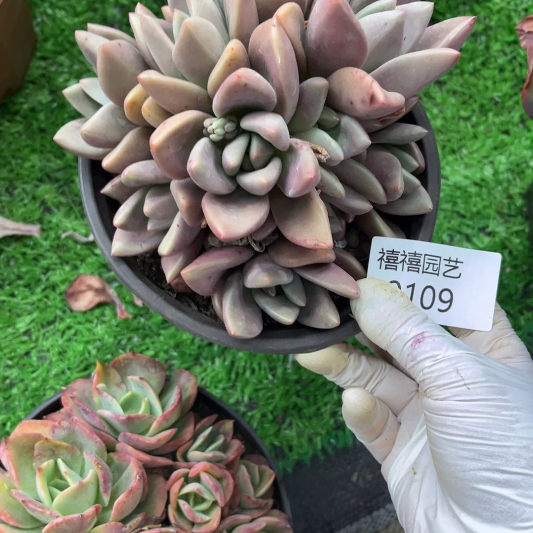 0109桃花源默认有砍多肉植物