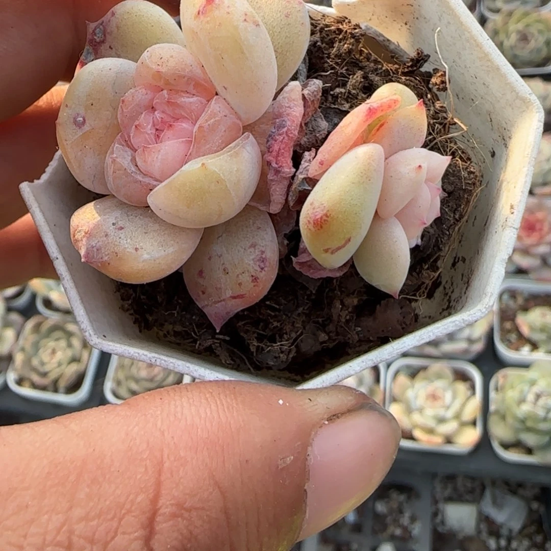 小卡拉米糖心一物一拍