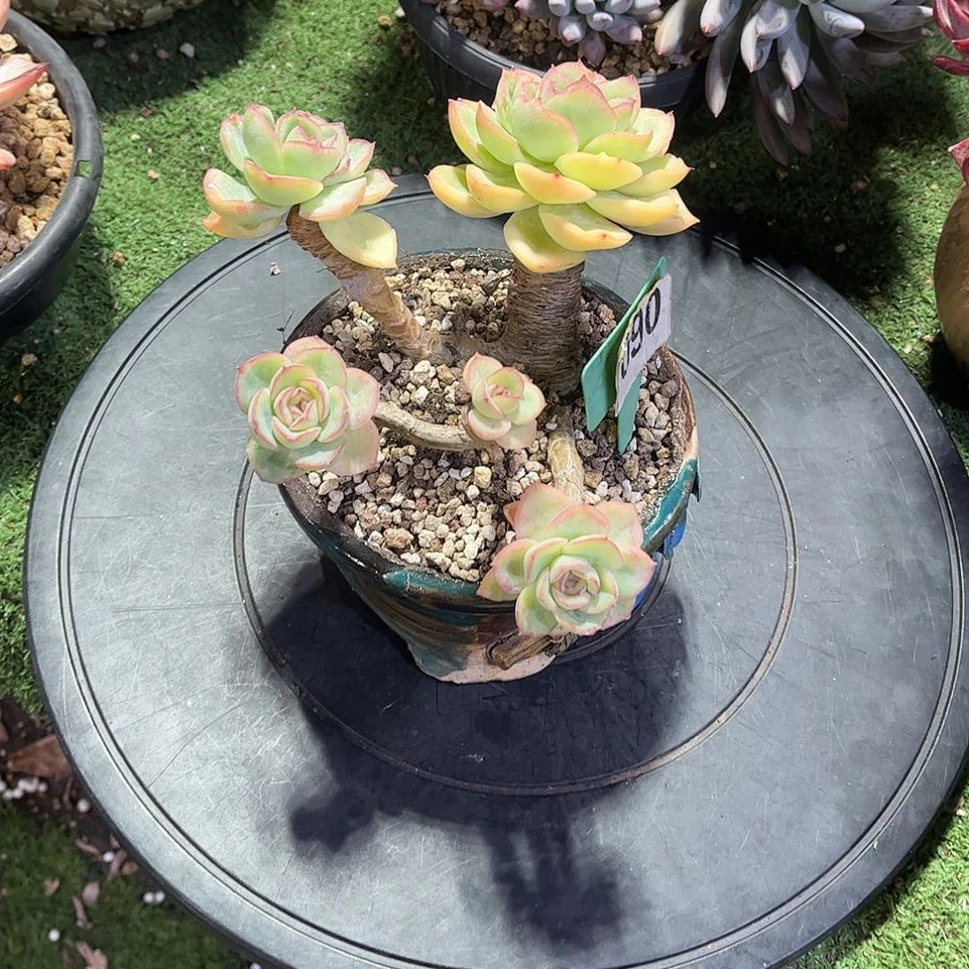 骧***橙露多肉植物保护090