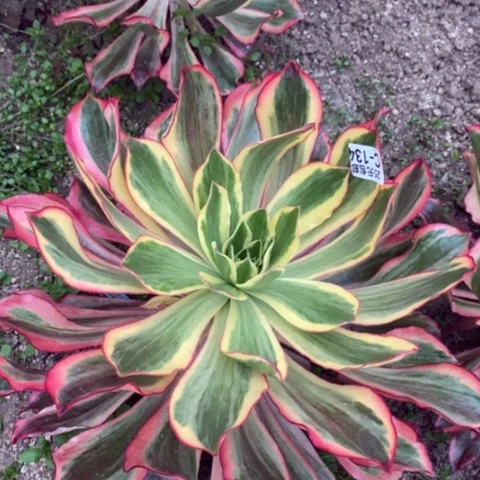 134魅影满25包邮多肉