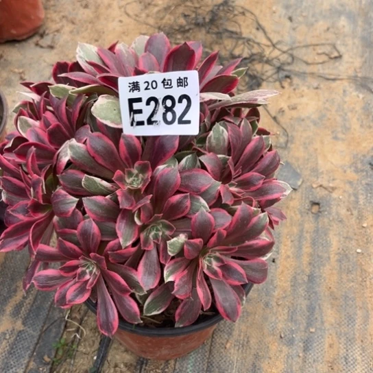 282浣纱法师不包断枝