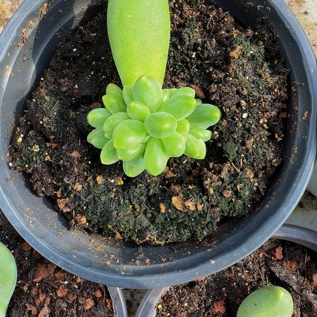 蓝眼睛 叶插 一物一拍