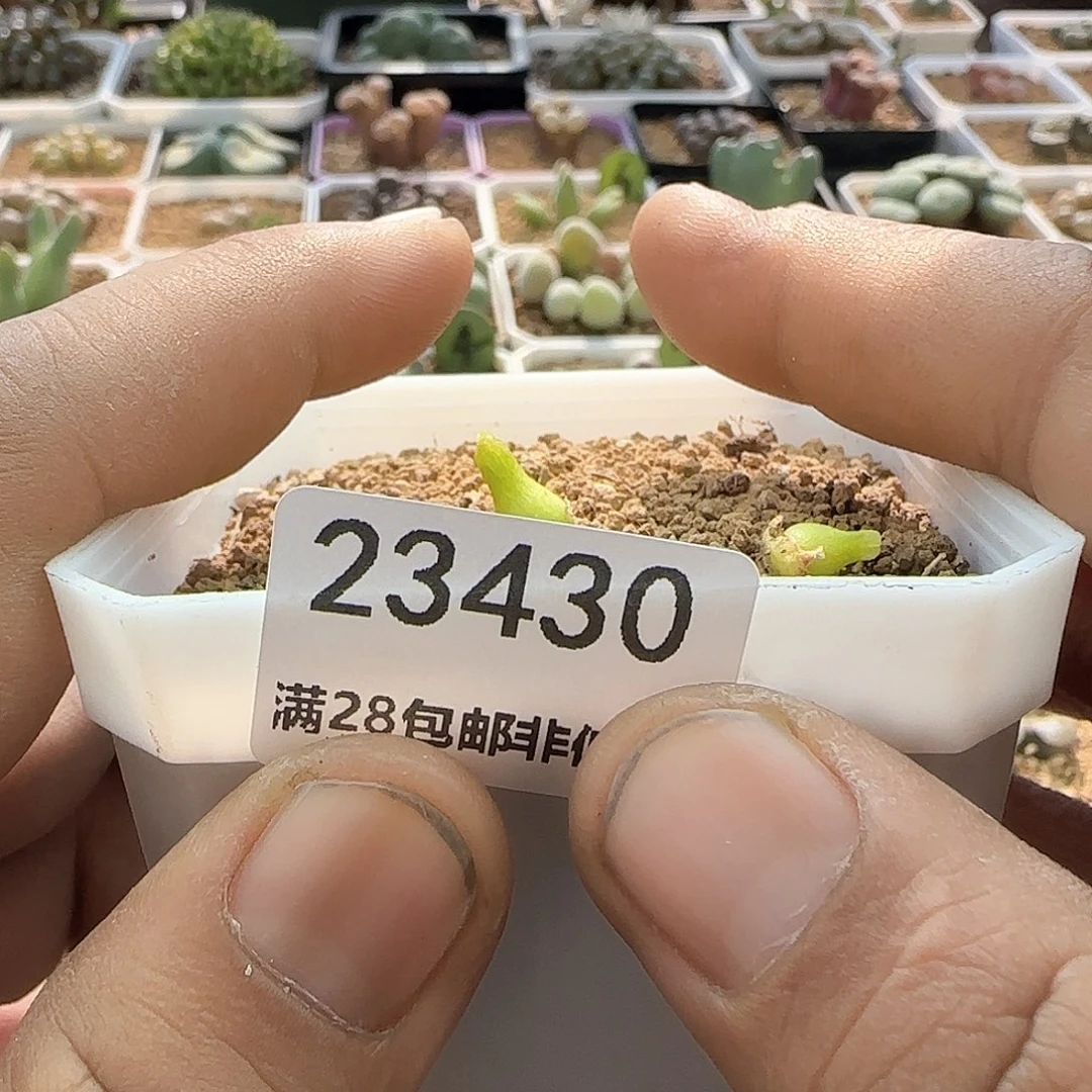 世****?过年好，脱土发货，年后发货哦23430