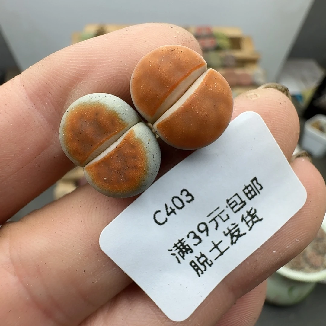 403多肉哈哈哈哈哈哈