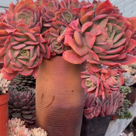 慧多肉植物的植物