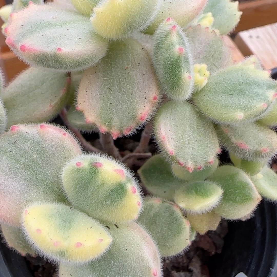 花语逸境0216-332