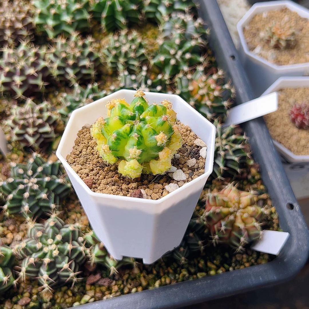 悠***然当前无花栽培后可以开花357