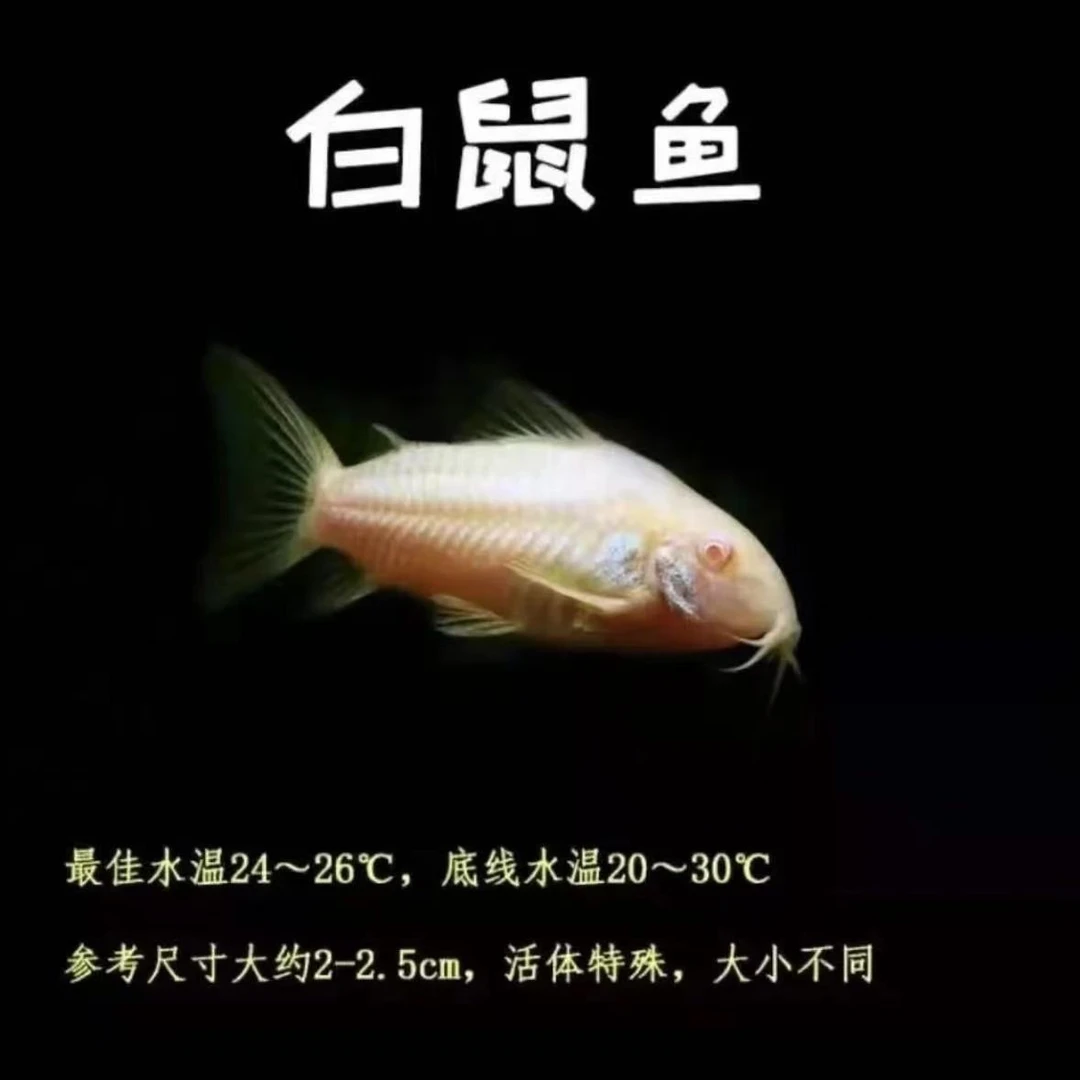 多种鼠鱼组合清洁工具鱼热带观赏鱼除藻好帮手