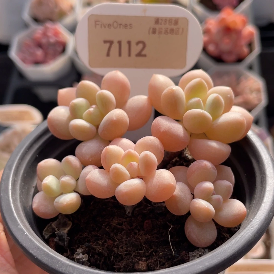 泡泡糖7112-6.5厘米