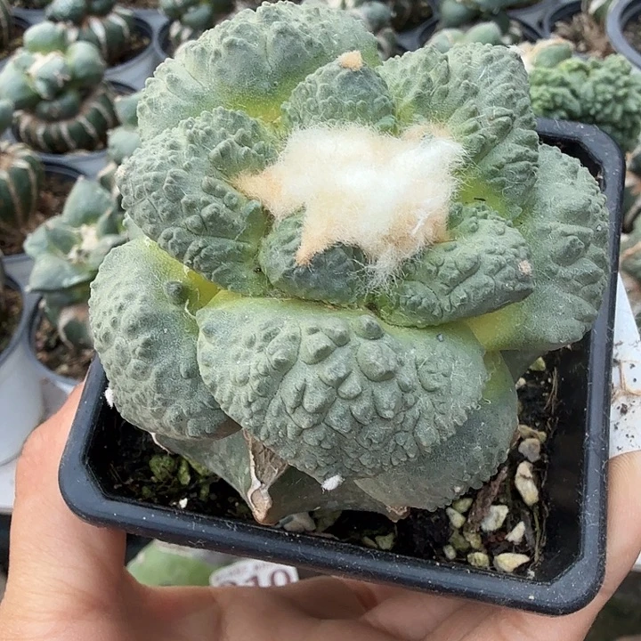 无花朵386白肌牛舌又哥斯拉