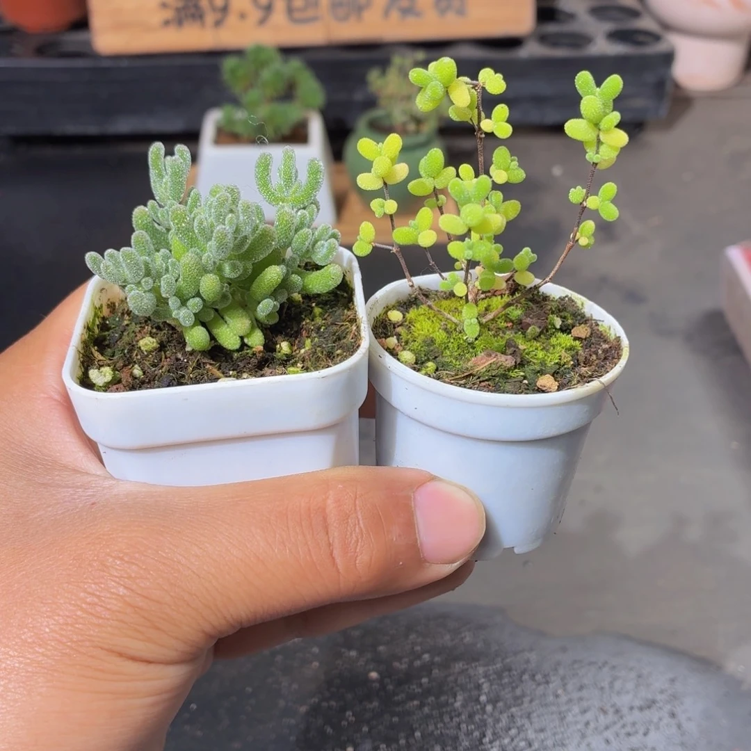 小蜜橘糖球➕冰晶枝干多肉9.9包邮发货