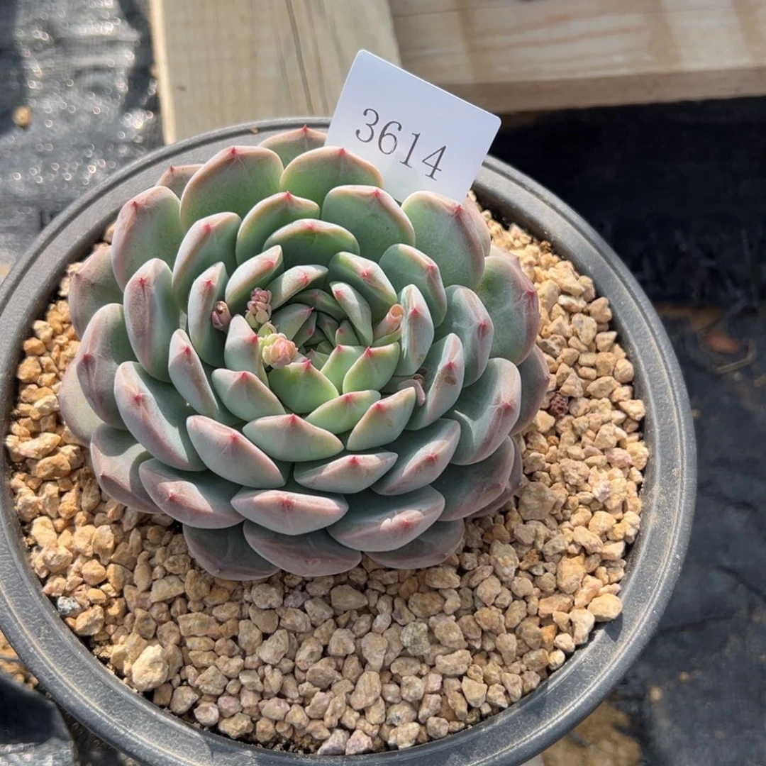 刚****坑3614多肉多多多多多多