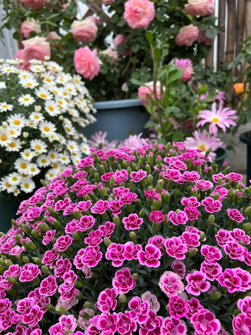 [初吻石竹] 花苗四季开花草坪多年生庭院绿化耐寒耐旱好养易活