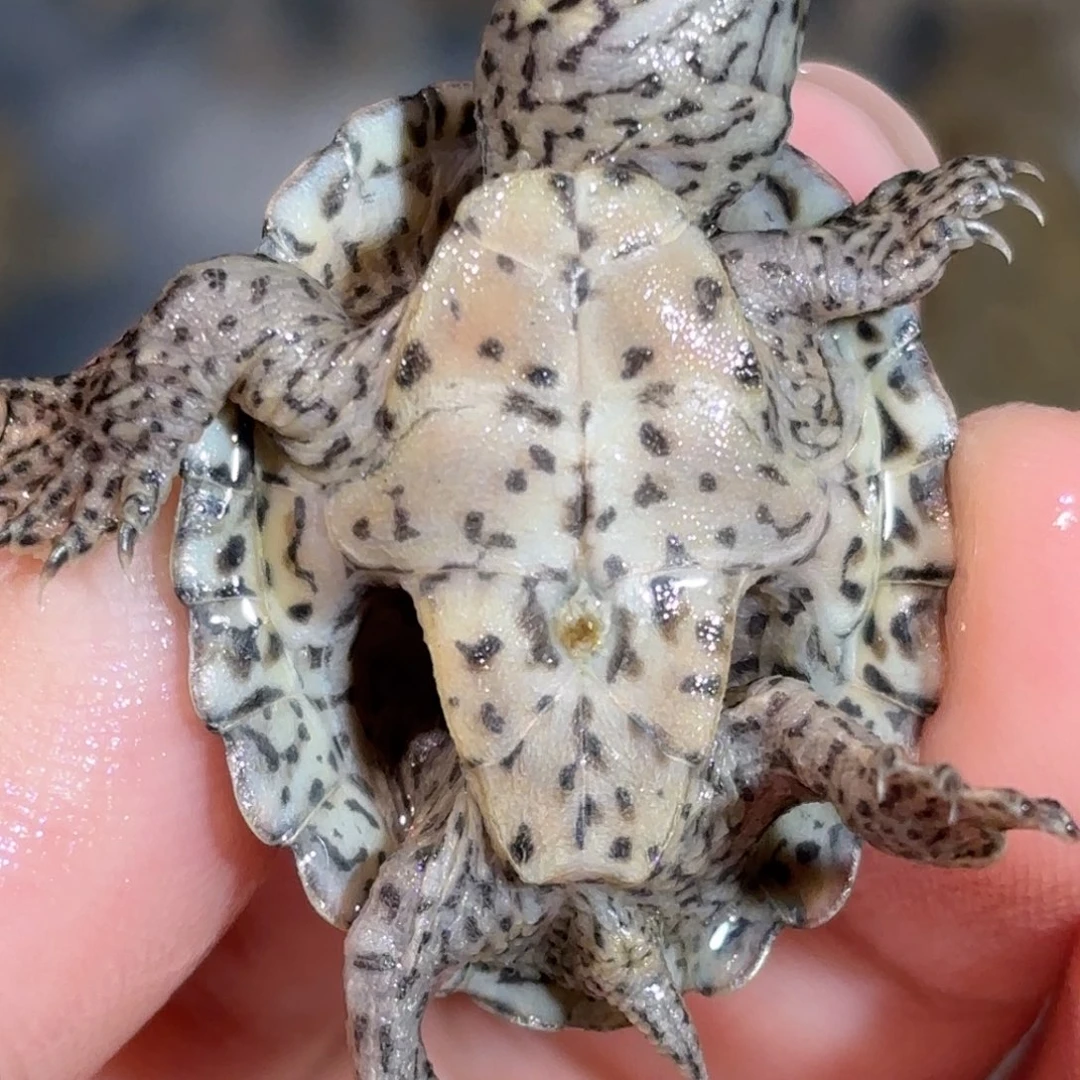 宠物龟不分公母全品鼎级双满文粗纹黑刀