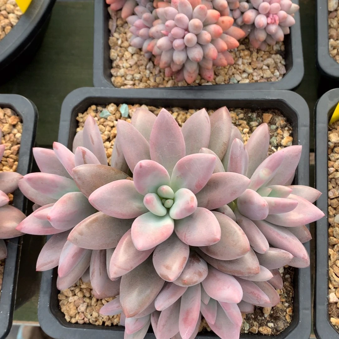 芭比粉 多头 一颗