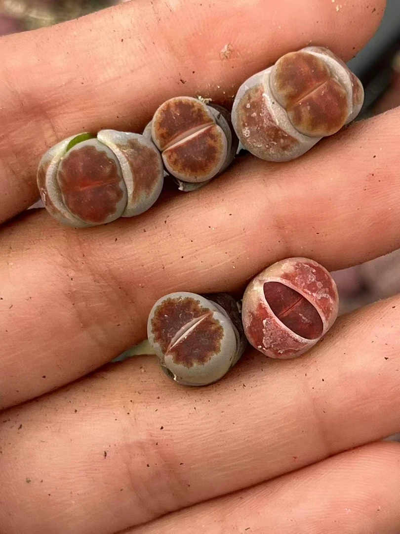 2疯狂的多肉石头top red特选一颗