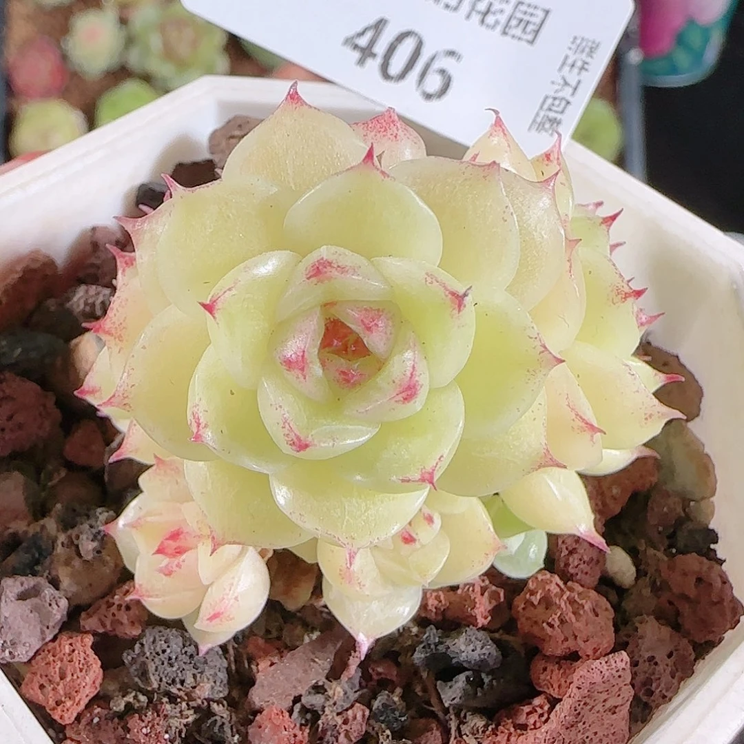 1201-406麦秆不包整