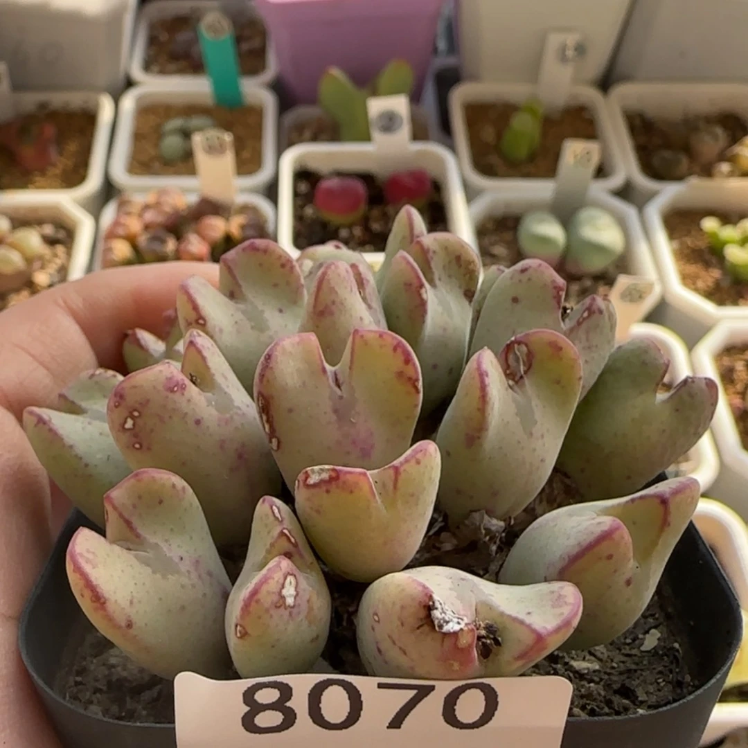 【闪购商品】8070