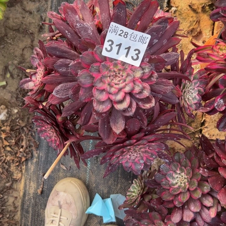 3113紫霞多肉植物