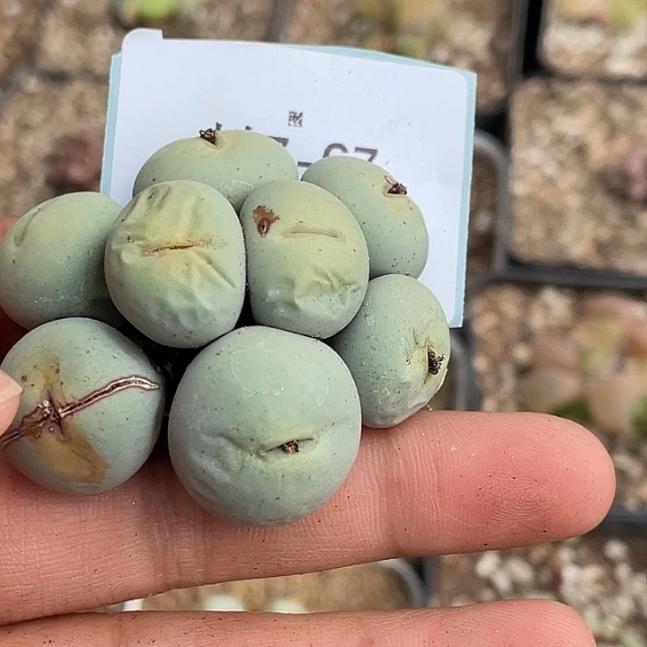 珍*版7-67肉锥多肉植物