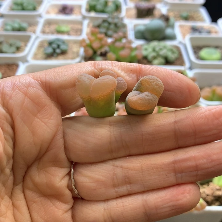 波**席专拍专拍 肉锥植物