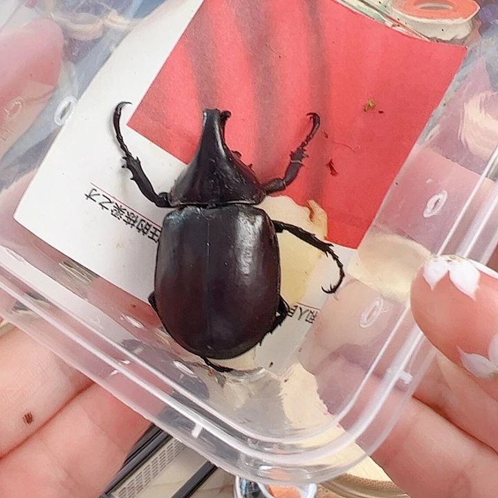 哈哈哈哈哈甲虫两个