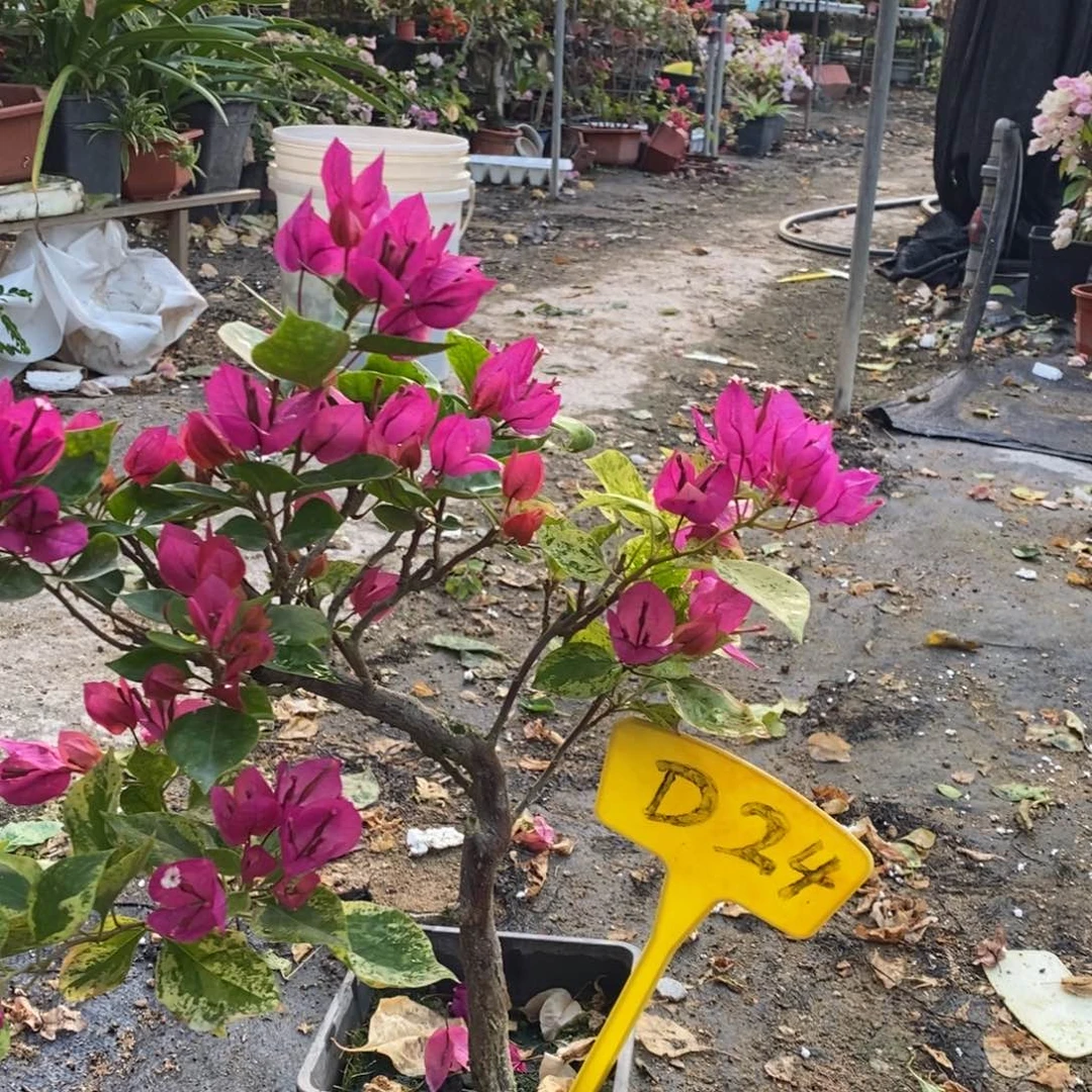 二***墩无花朵三角梅沙班艳红D24