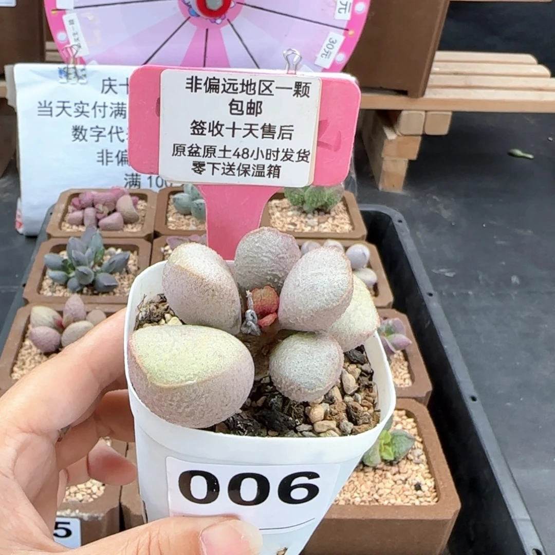 006黛安娜多肉植物微瑕