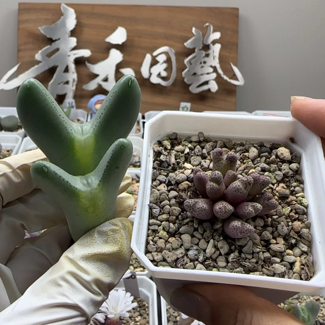 小***运9-28当天满38包邮