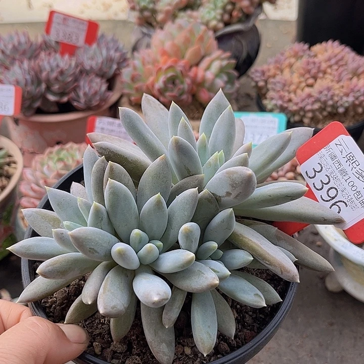 3396哥特萝莉。