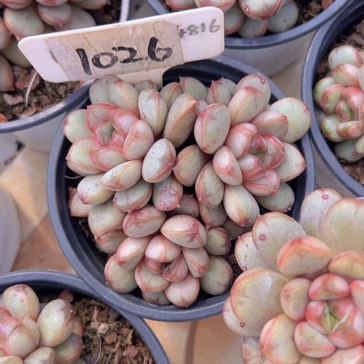 健健康康平平安安