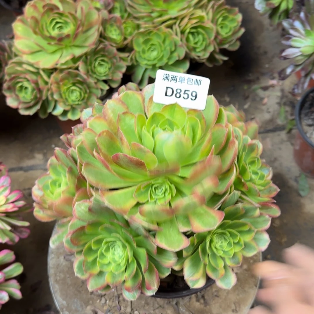 859奶白法师多肉