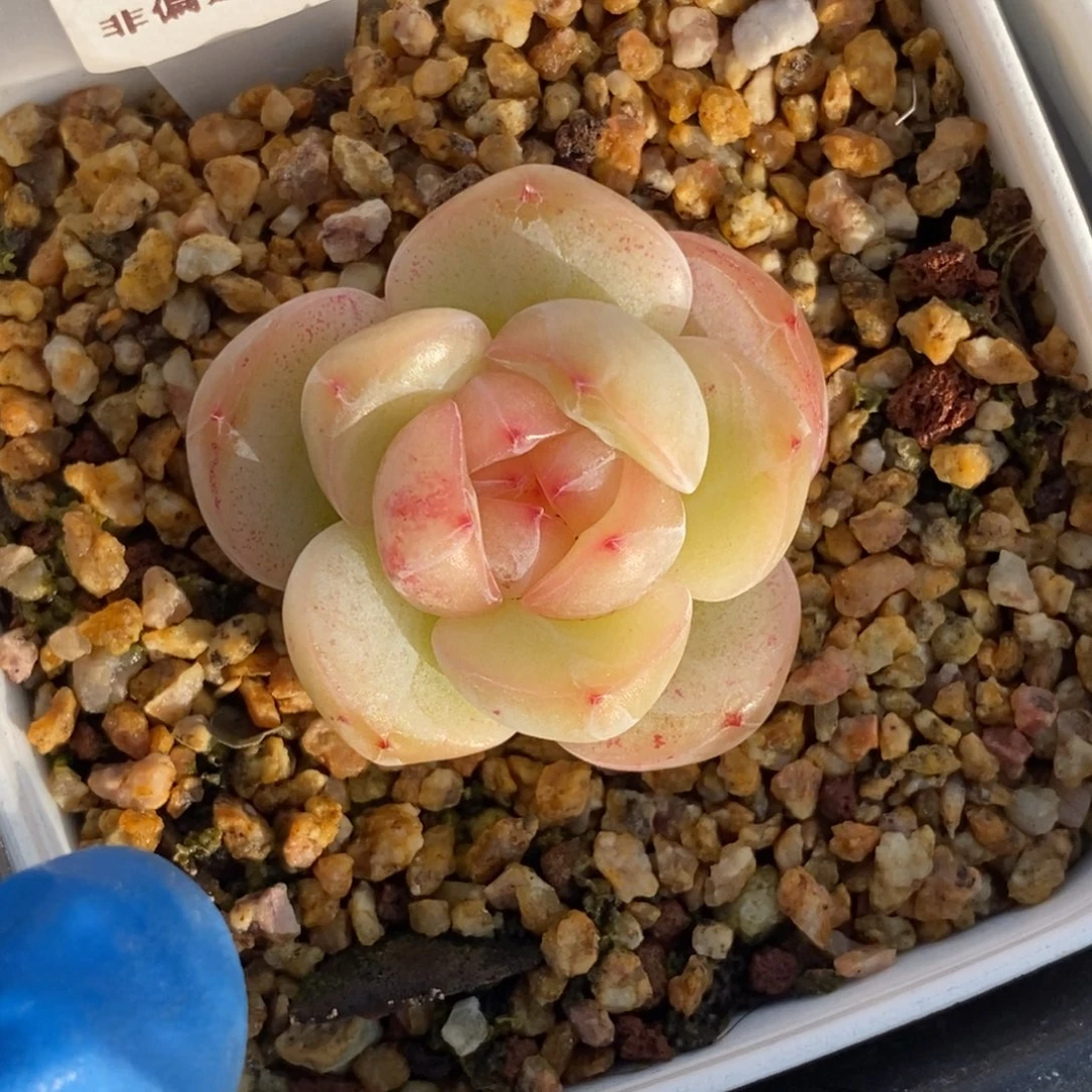 东篱220东篱下多肉植物