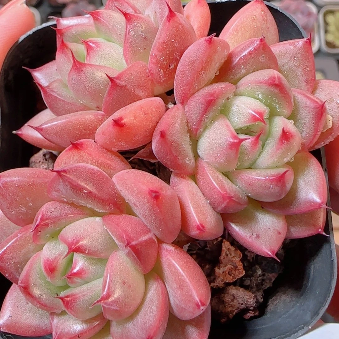 花语多肉1205-322开播福利散