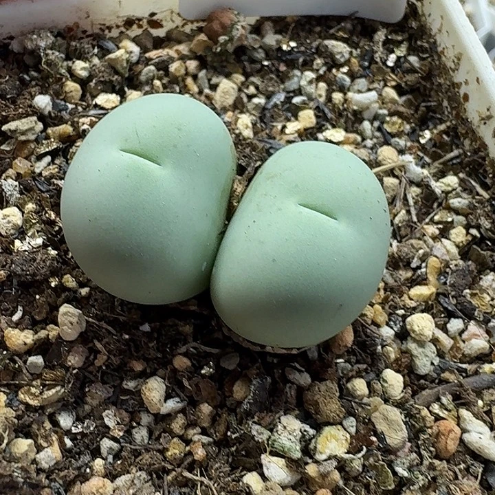 老马生石花双头鸽子蛋2529